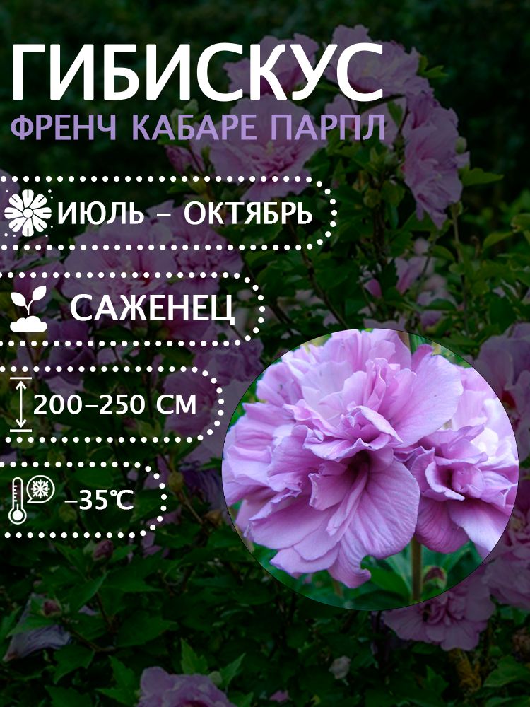 Гибискус сирийский "Френч кабаре парпл" саженец.