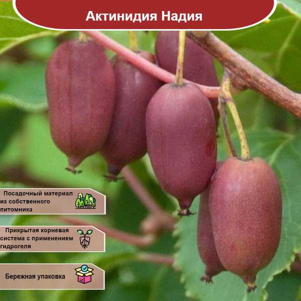 Актинидия Надия - купить с доставкой по выгодным ценам в интернет ...