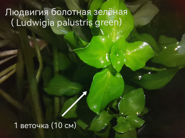 Растение для аквариума. Людвигия болотная зеленая (Ludwigia palustris ...