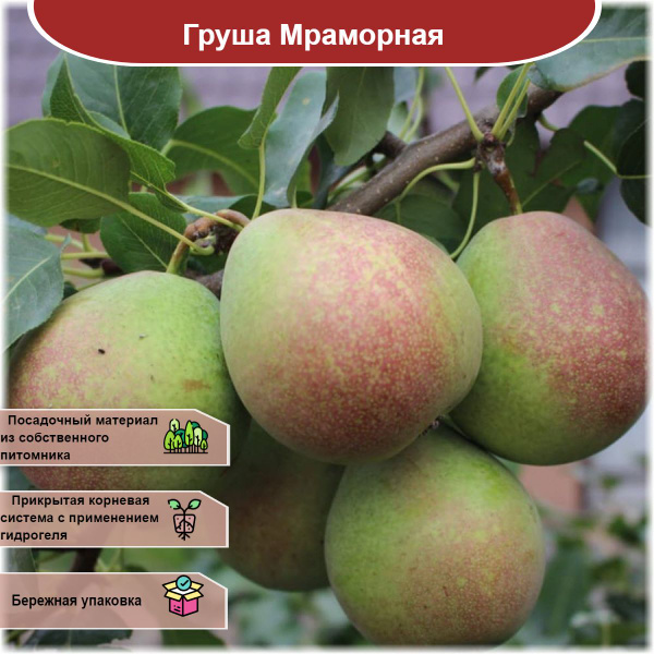 Груша Мраморная - купить с доставкой по выгодным ценам в интернет ...