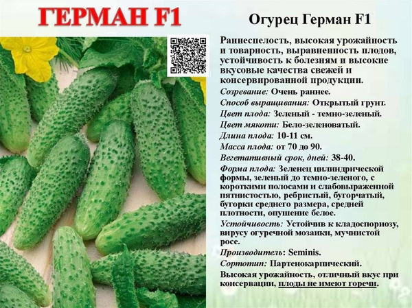 Герман фото и описание отзывы
