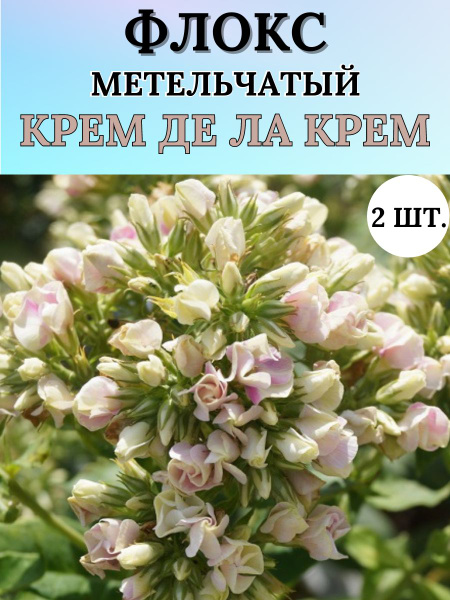 Луковицы Флоксы Russian Garden купить по выгодной цене в интернет ...
