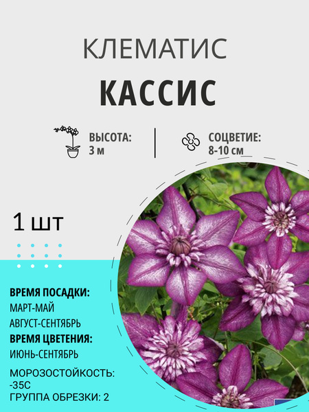 Клубни Клематис, Клематисы купить по выгодной цене в интернет-магазине ...