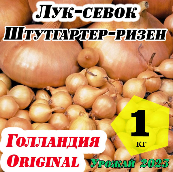 Лук севок Лук севок Штутгартер ризен (Голландия) - купить по выгодным ...