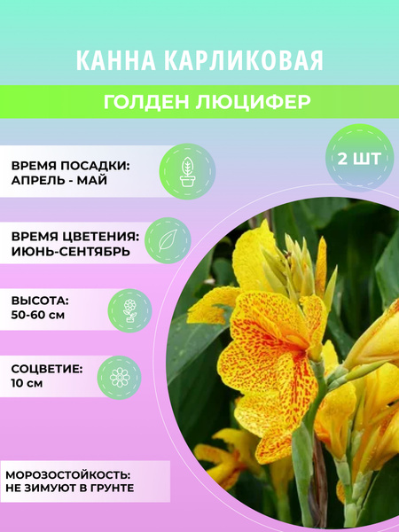 Канны канна - купить по выгодным ценам в интернет-магазине OZON ...