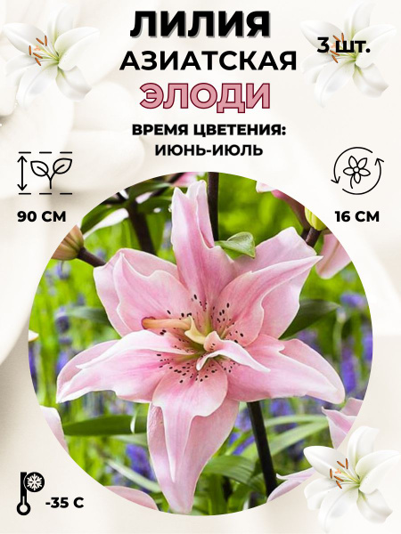 Лилии азиатские, луковицы сет из 15 штук Magic Blooming Garden 254661264 купить 