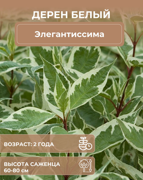 Дерен Элегантиссима - купить с доставкой по выгодным ценам в интернет ...