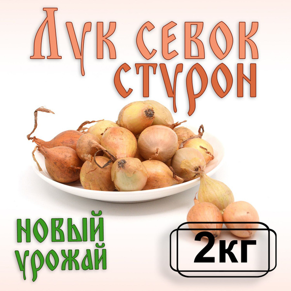 Луковицы Лук севок Лук севок купить по выгодной цене в интернет ...