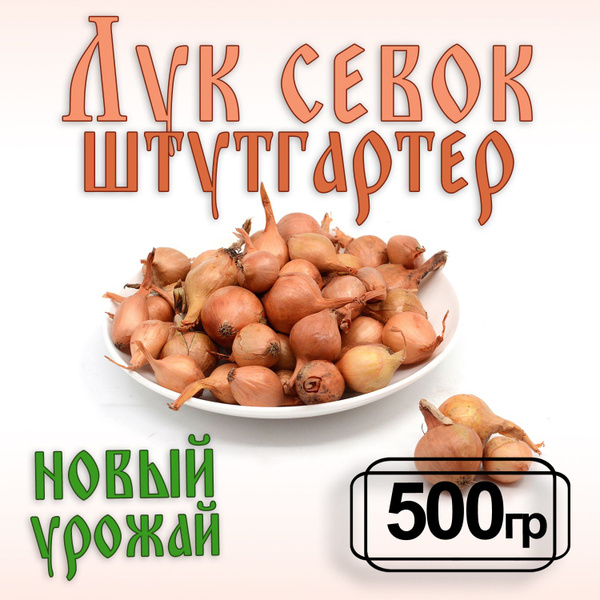 Луковицы Лук севок Лук севок купить по выгодной цене в интернет ...