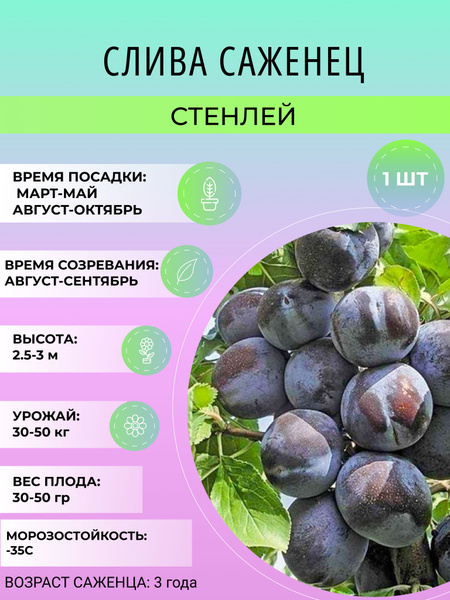 Слива слива_Стенлей - купить по выгодным ценам в интернет-магазине OZON ...
