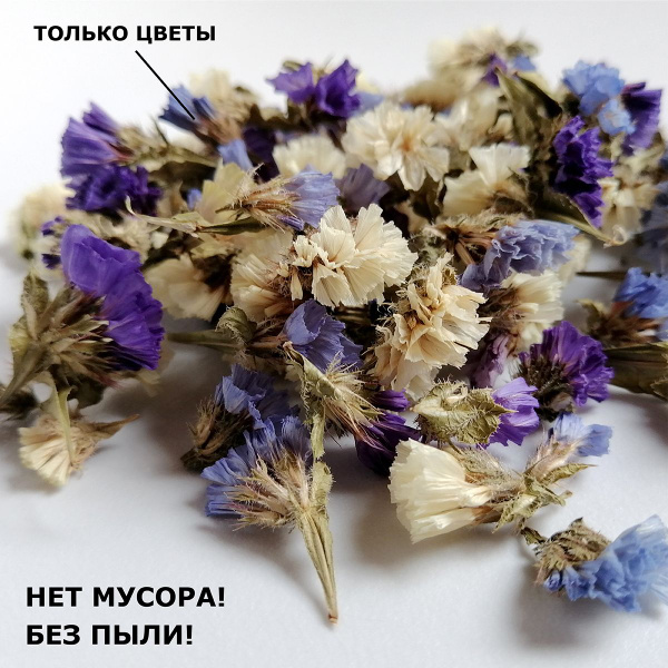 Сухоцветы Статица, Сухоцвет, 20 гр купить по выгодной цене в интернет ...