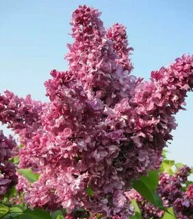 Сирень обыкновенная Миссис Эдвард Хардинг - купить с доставкой по ...