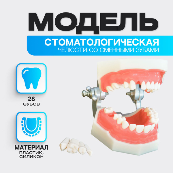 Анатомическая модель верхней и нижней челюсти со съёмными зубами ...