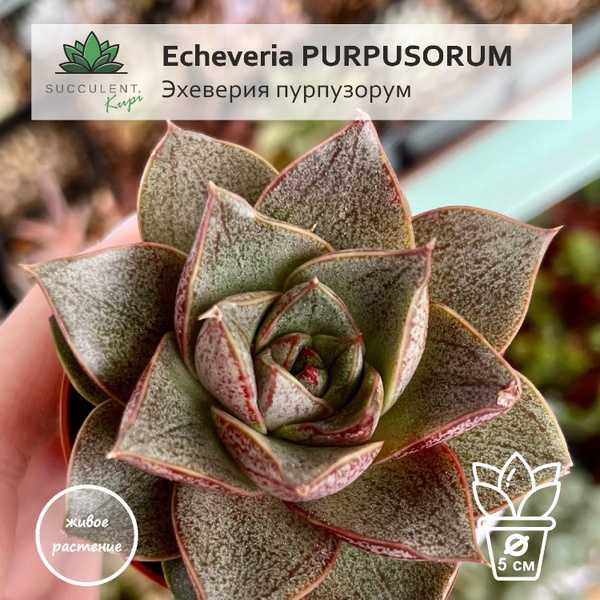 Эхеверия Echeveria PURPUSORUM / Эхеверия Пурпузорум, 5 дм - купить по ...