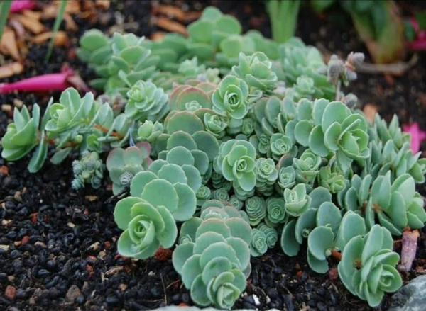 Sedum obtusifolium var. listoniae Succulents garden, Planting succulents, Flower