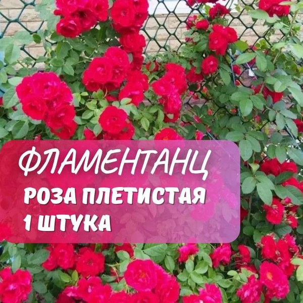 Роза плетистая Фламентанц / саженец розы купить на OZON по низкой цене ...