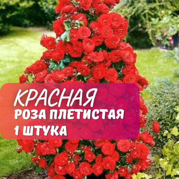 Роза плетистая Красная / саженец розы - купить с доставкой по выгодным ...