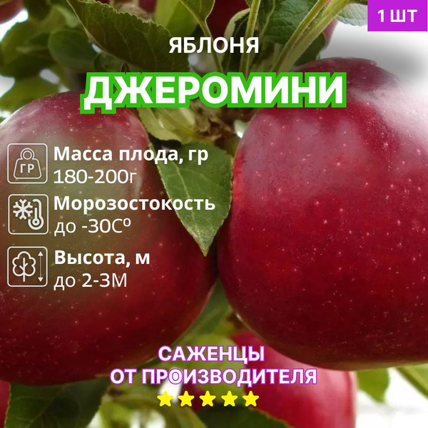 Яблоня Джеромини купить на OZON по низкой цене (1624778730)