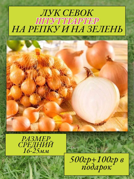 Шутгартер Ризен для посадки под зиму / Раннеспелый лук севок на зелень ...