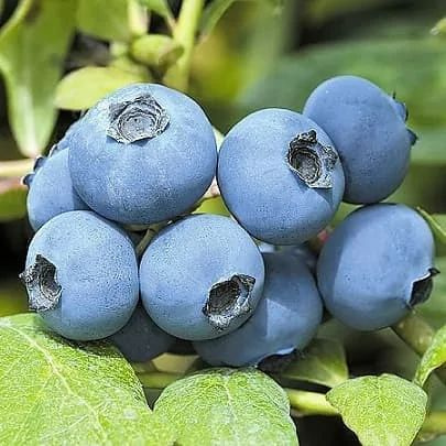 Голубика Нортланд саженец 154393086 купить в интернет-магазине Wildberries