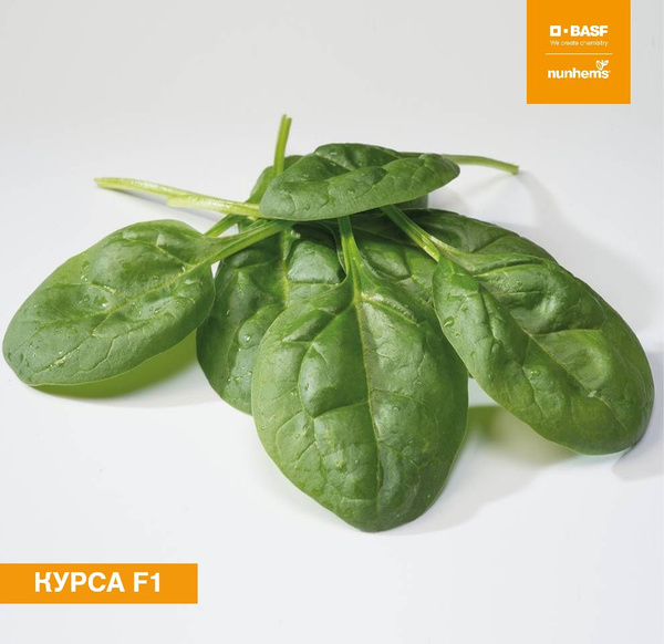 Шпинат alexagro Зелень Шпинат 30 гр. - купить по выгодным ценам в ...