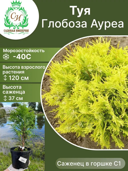 Клубни Туя Садовая Империя купить по выгодной цене в интернет-магазине ...