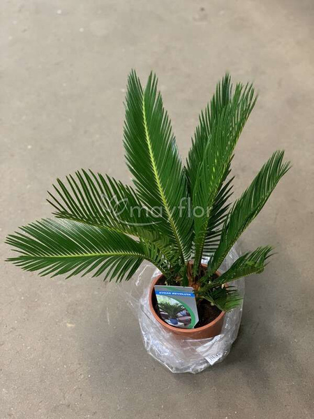 Комнатные растения Mayflor - купить по выгодной цене в интернет ...