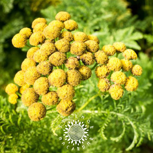 Полынь Green Legacy Травы_20 - купить по выгодным ценам в интернет ...