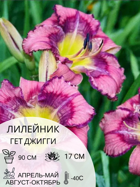 Лилейник лилейник - купить по выгодным ценам в интернет-магазине OZON ...