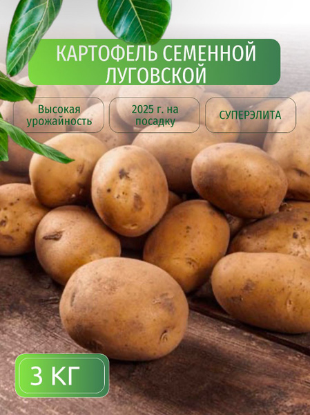 Картофель семенной клубни для посадки 3 кг купить на OZON по низкой ...