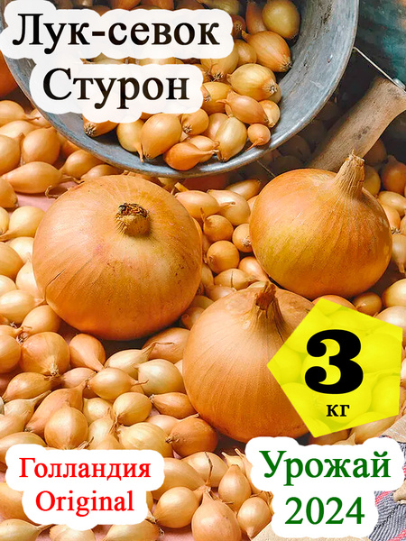 Лук севок, Лук АгроЛидер Лук-севок Стурон Голландия - купить по ...