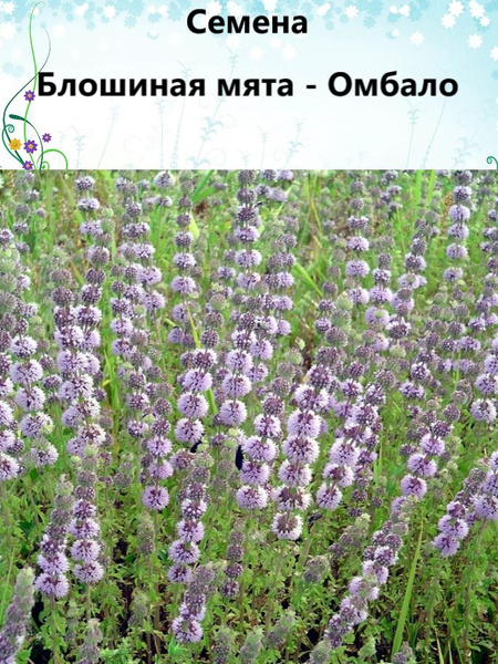 Мята, Декоративные разные Блошиная мята -Омбало. - купить по выгодным ...