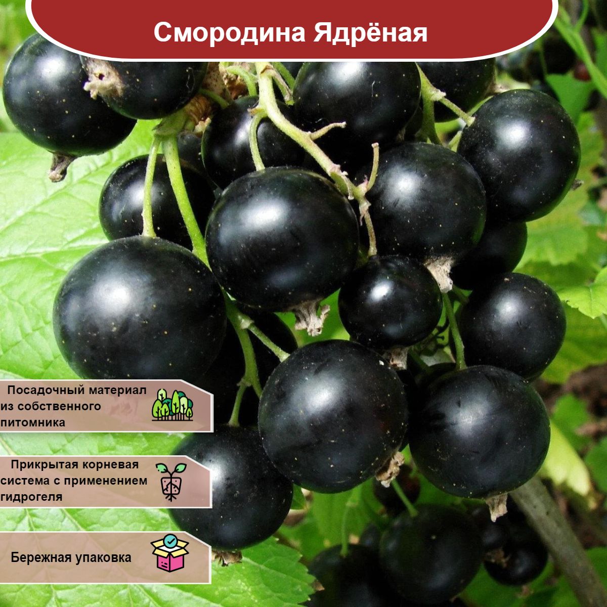 Крупные Сорта Смородины Черной Фото И Названия