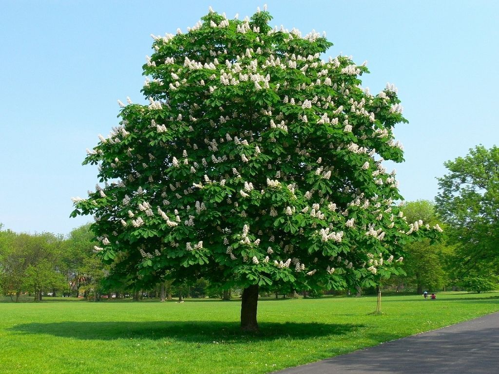 Красивое небольшое дерево. Каштан конский baumannii. Конский каштан обыкновенный. Каштан конский Фастигиата. Каштан (Aesculus hippocastanum).