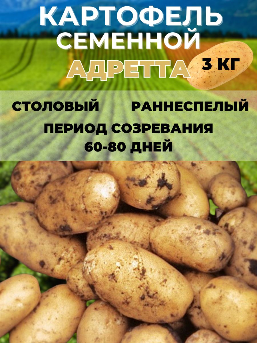 Картофель Купить В Минске Недорого