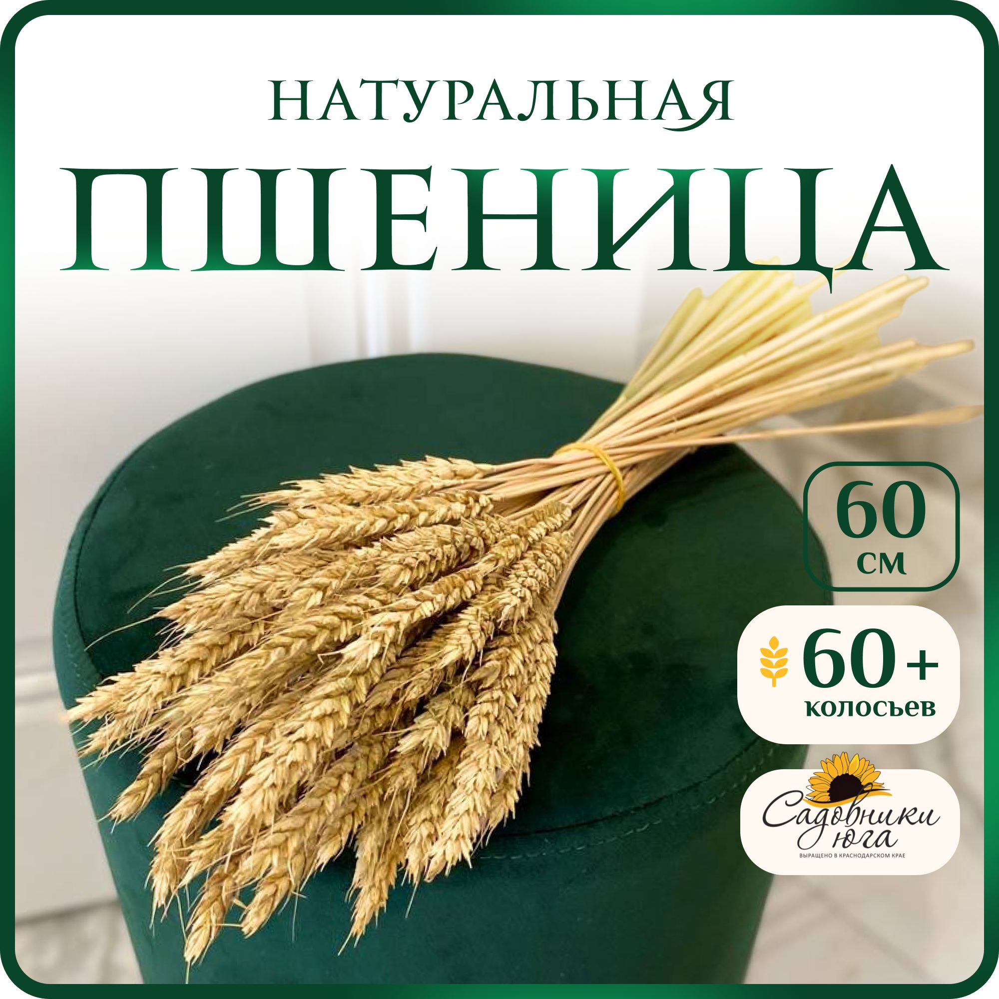 Сухоцветы Садовники юга ВЫРАЩЕНО В КРАСНОДАРСКОМ КРАЕ Пшеница, 60 см, 200  гр купить по выгодной цене в интернет-магазине OZON (1350674449)