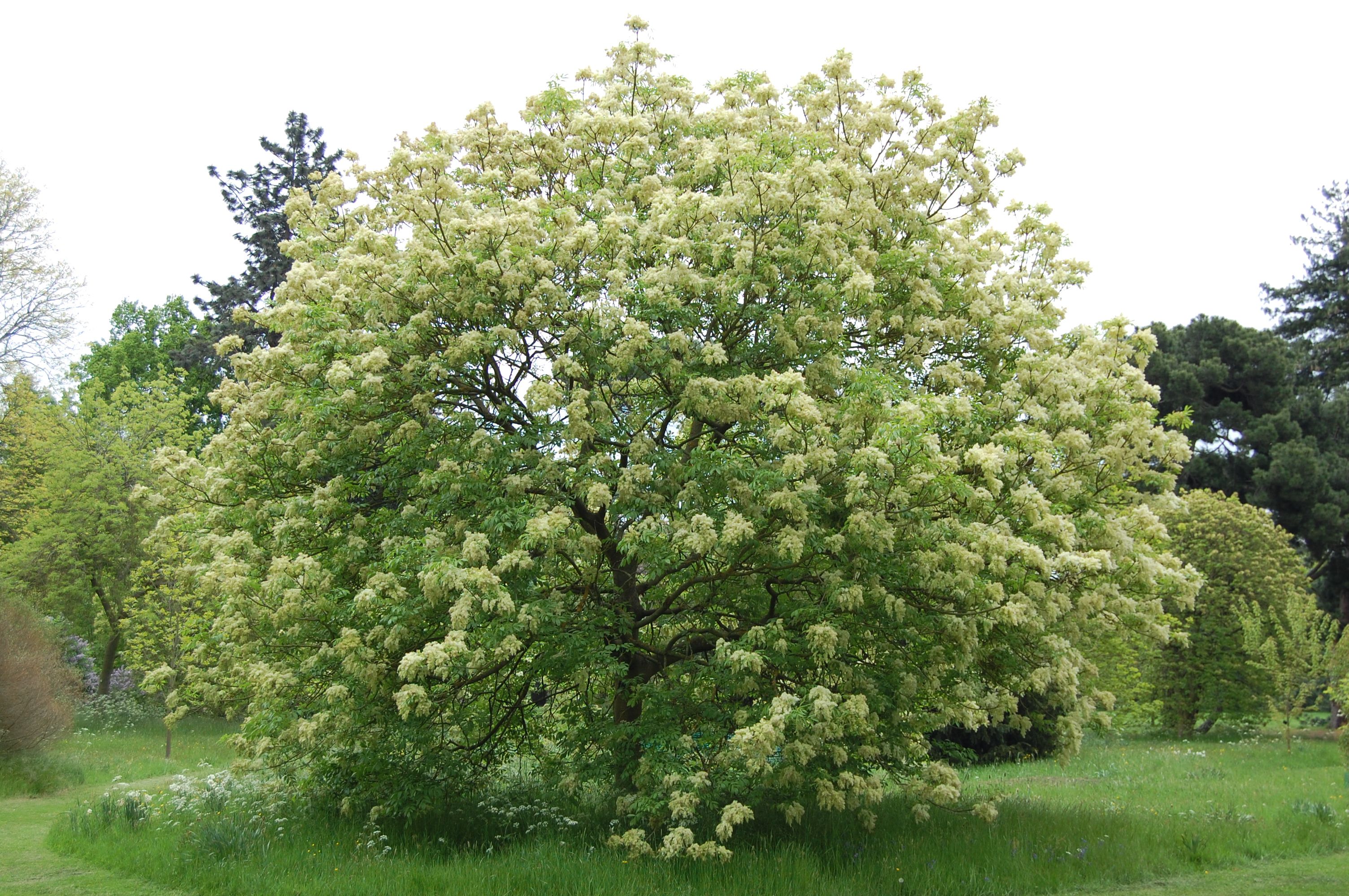 Ясень манновый (Fraxinus ornus). "Ясень обыкновенный (Fraxinus Exсelsior. Ясень пенсильванский Fraxinus pennsylvanica. Ясень ланцетный цветение.