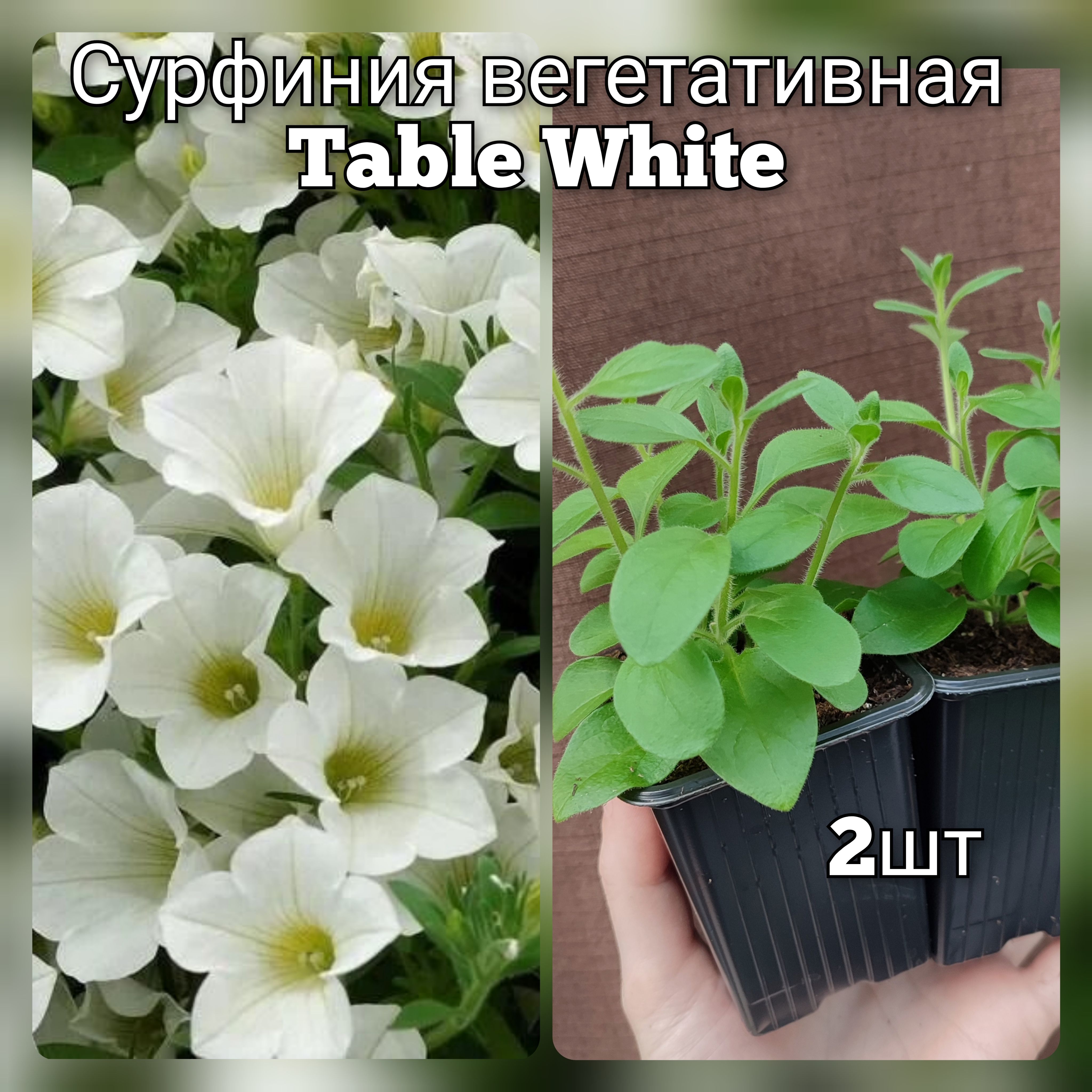 ПетуниярассадавегетативнаяTableWhiteвгоршках2шт