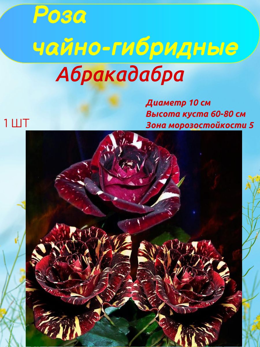 Роза, Роза...