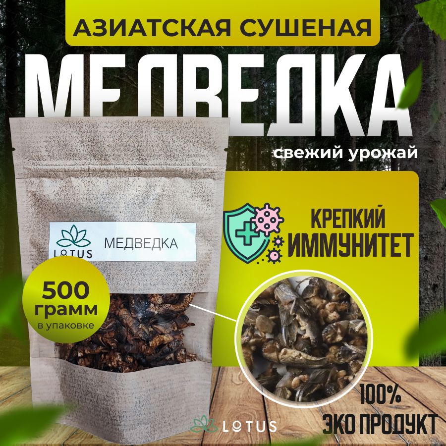 Медведка сушеная Азиатская 500г (100%natural) - купить с доставкой по  выгодным ценам в интернет-магазине OZON (1397084701)