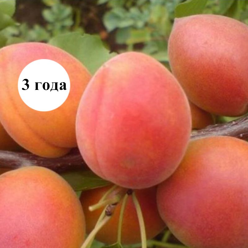 Абрикос мелитопольский ранний. Абрикос нью джерси. Абрикос монастырский. Абрикос сорт триумф северный. Абрикос описание сорта.