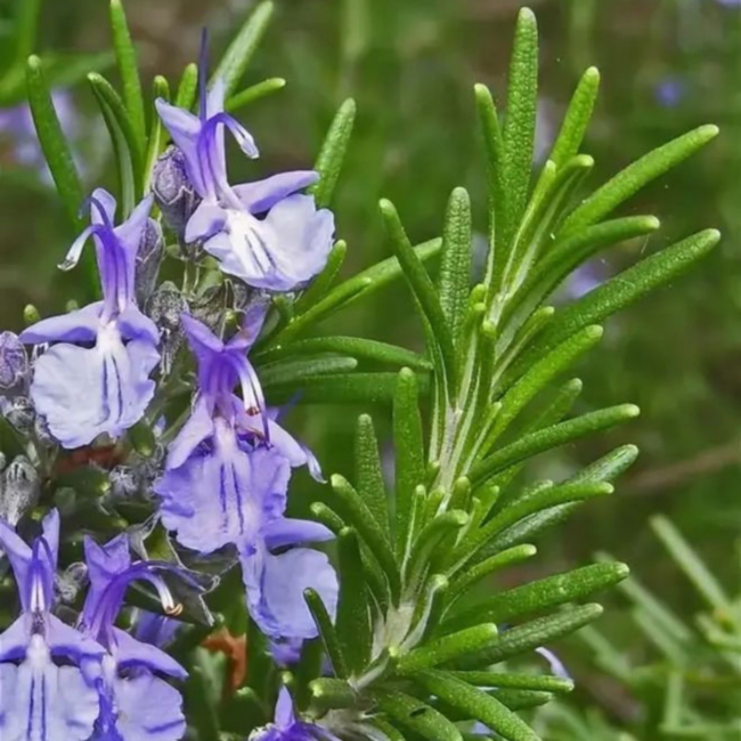 Дикий розмарин. Розмарин розеус. Розмарин эстетика. Розмарин цвет. Розмарин палитра цветов.