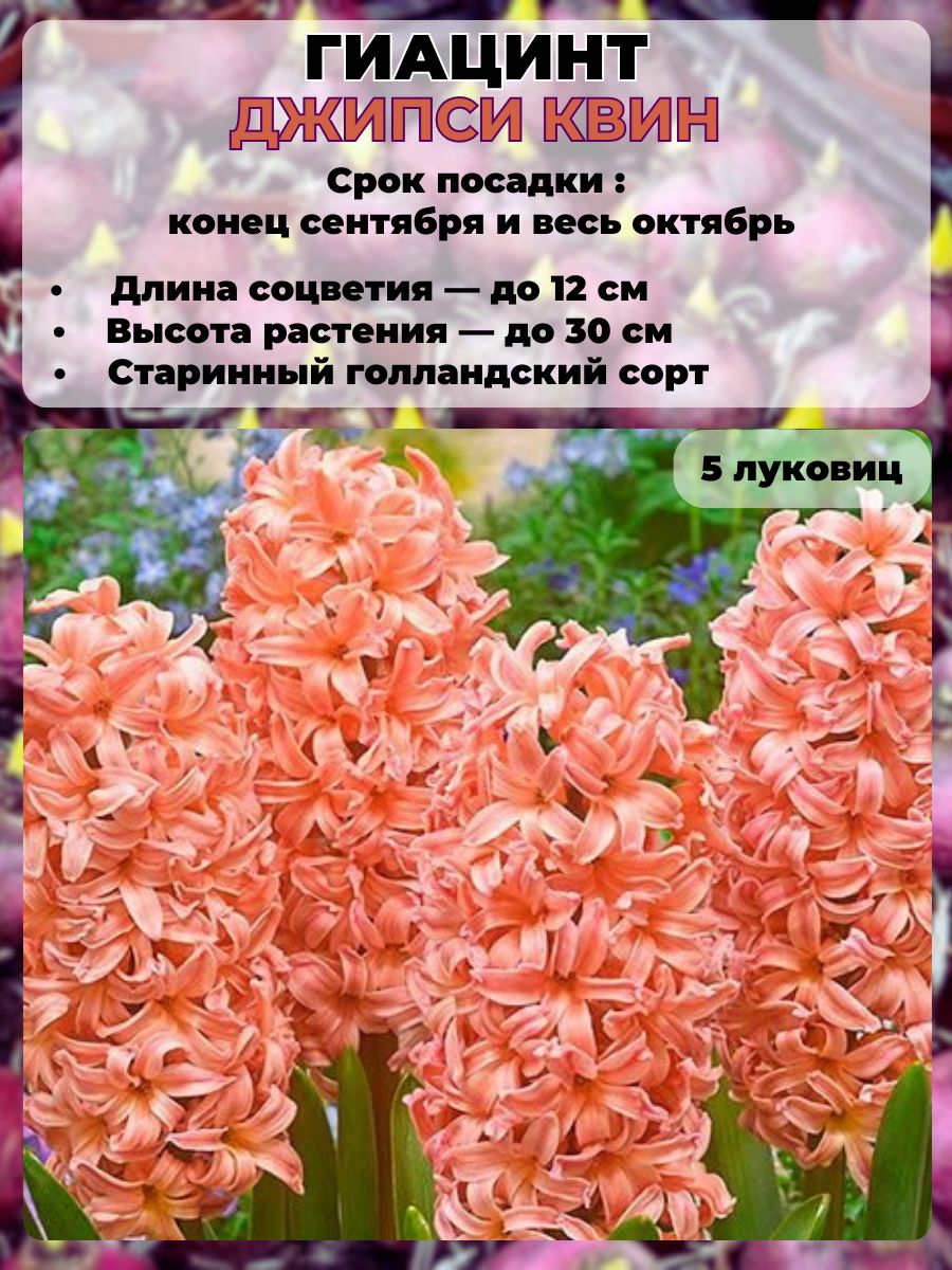 <b>Гиацинт</b> (Hyacinthus) – это популярное многолетнее <b>растение</b>, привлекающее вн...