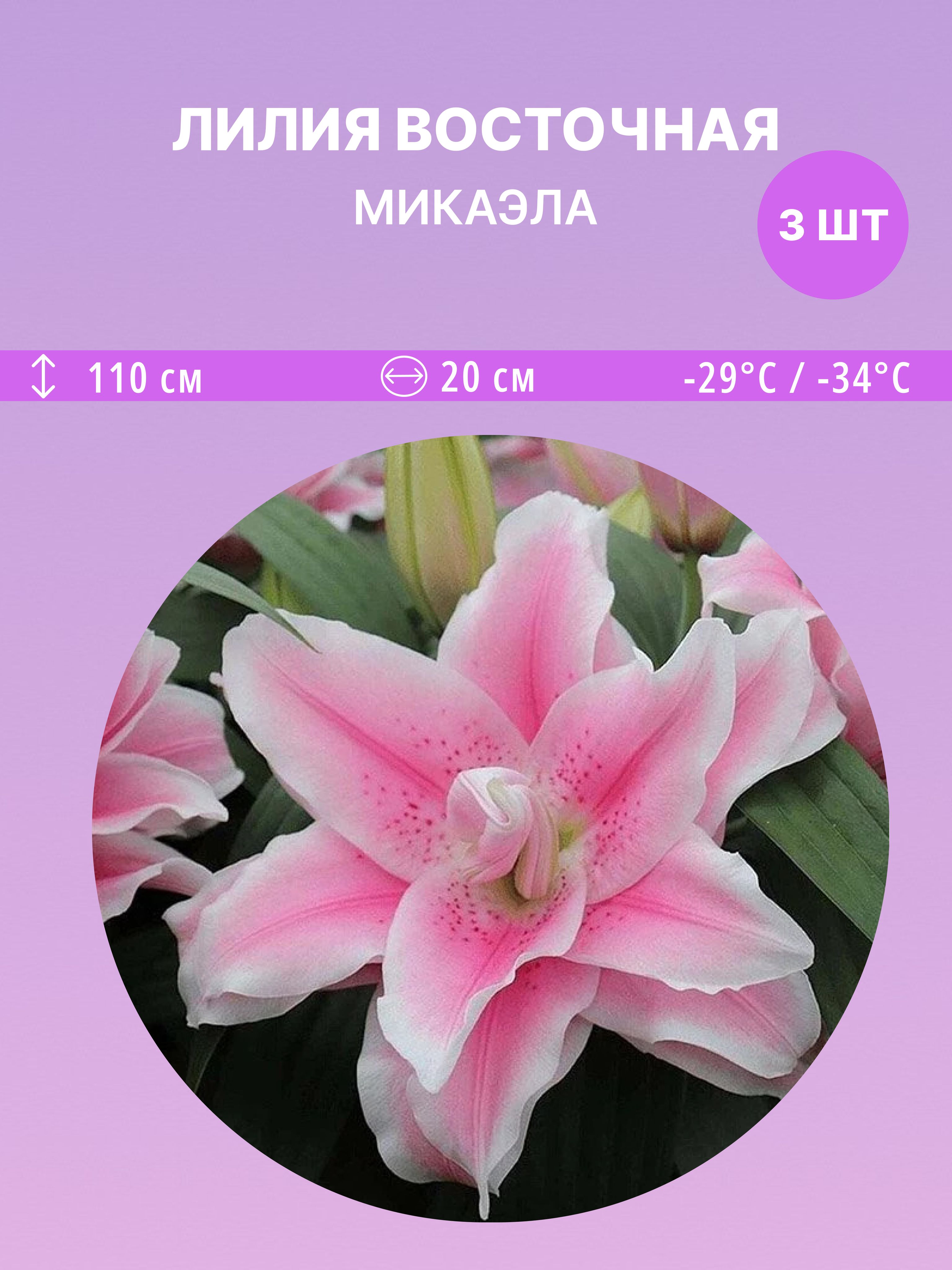 ЛилиявосточнаяМикаэла,многолетниецветыдлясадаидачи3луковицы