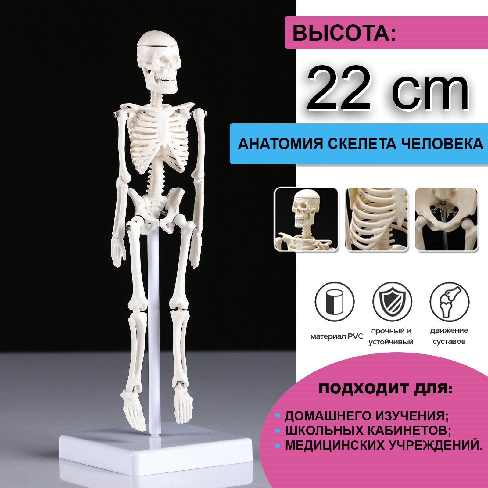 Макет "Скелет...