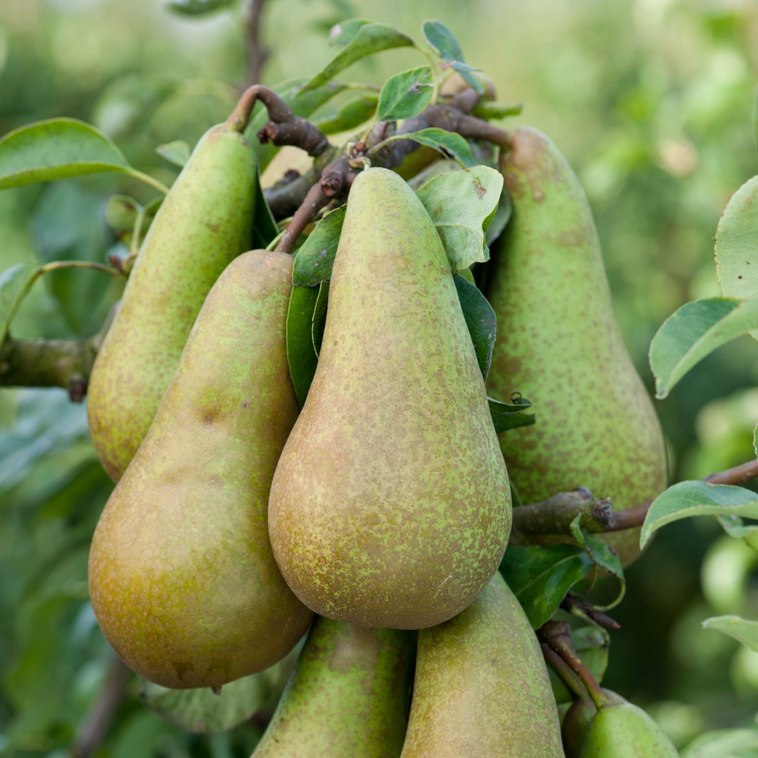 Груша сорта нерусса. Груша сорт лель. Сорт груши москвичка. Груша сорт перун. Груша алтайская красавица.