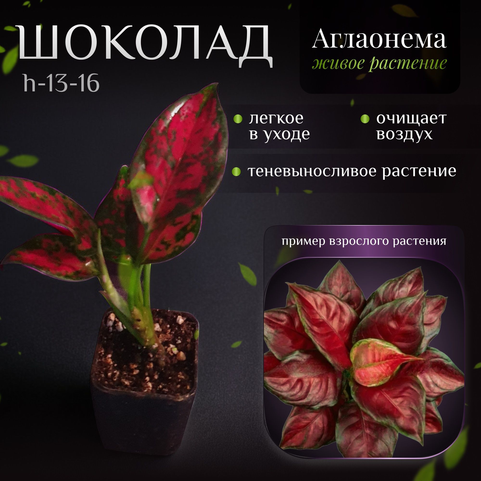 Аглаонема Шоколад (Aglaonema Chocolate) d5 h 16-18