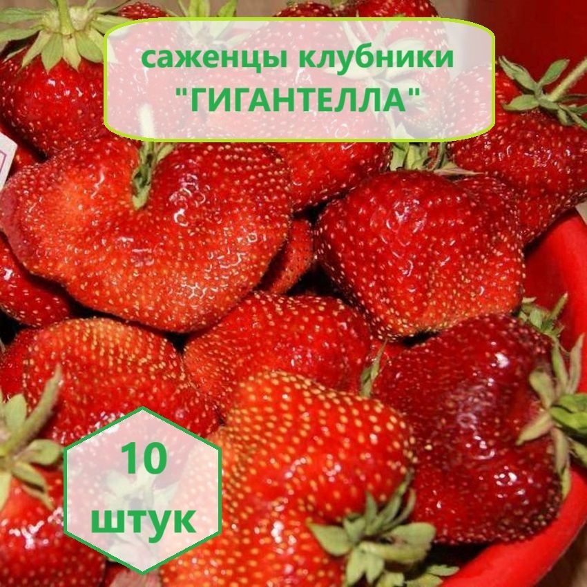 Клубника "Гигантелла", 10 штук саженцев