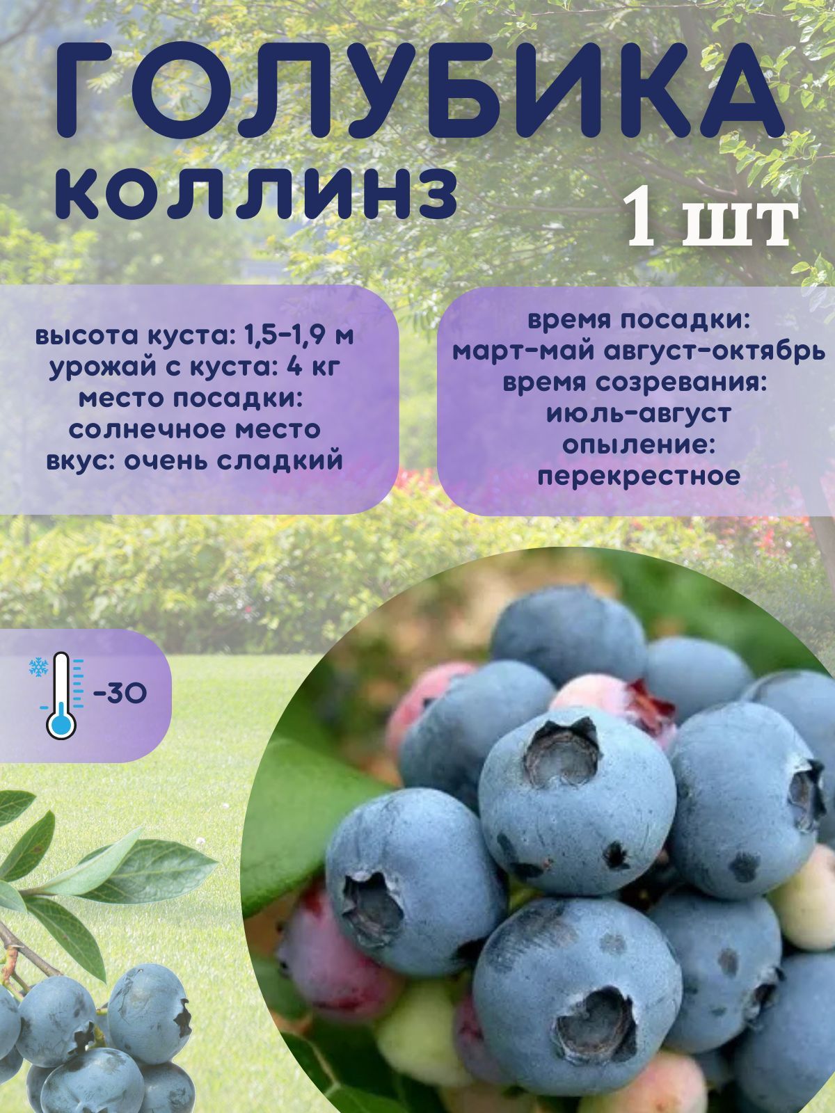 Голубика садовая Коллинз, ягодный кустарник 1 шт