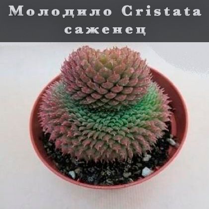 Молодило Cristata (семпервивум) саженец